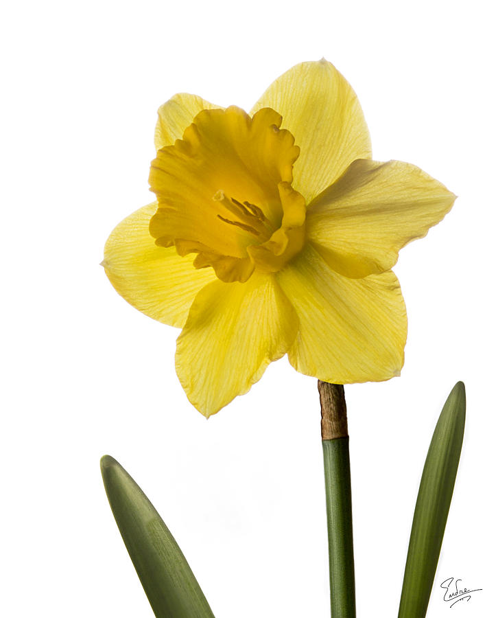 Daffodil #2 Photograph by Endre Balogh
