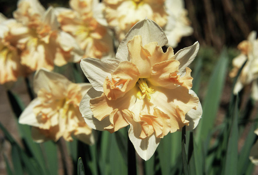 Daffodil Flowers Photograph by Jim D Saul/science Photo