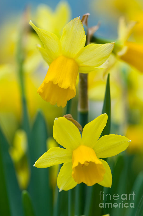 Daffodils  #2 Photograph by Lee Avison