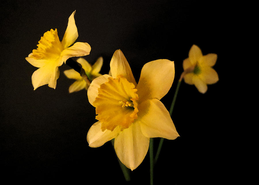 Daffodils #2 Painting by Patricia Januszkiewicz
