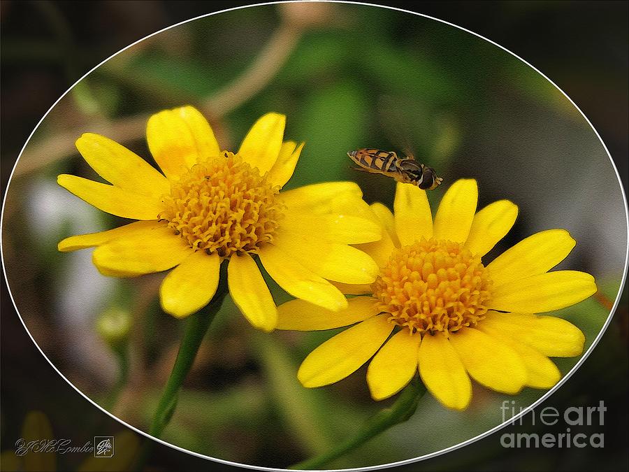 Nature Painting - Dahlberg Daisy named Gold Carpet #2 by J McCombie