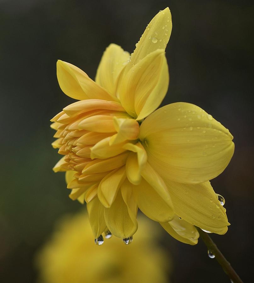 Flowers Still Life Photograph - Dahlia Drops #1 by Richard Cummings