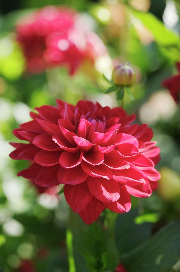 Dahlia Flower (dahlia Sp.) #2 Photograph by Gustoimages/science Photo Library