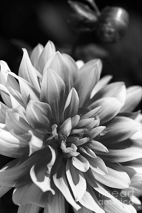 Dahlia Flower #2 Photograph by Joy Watson