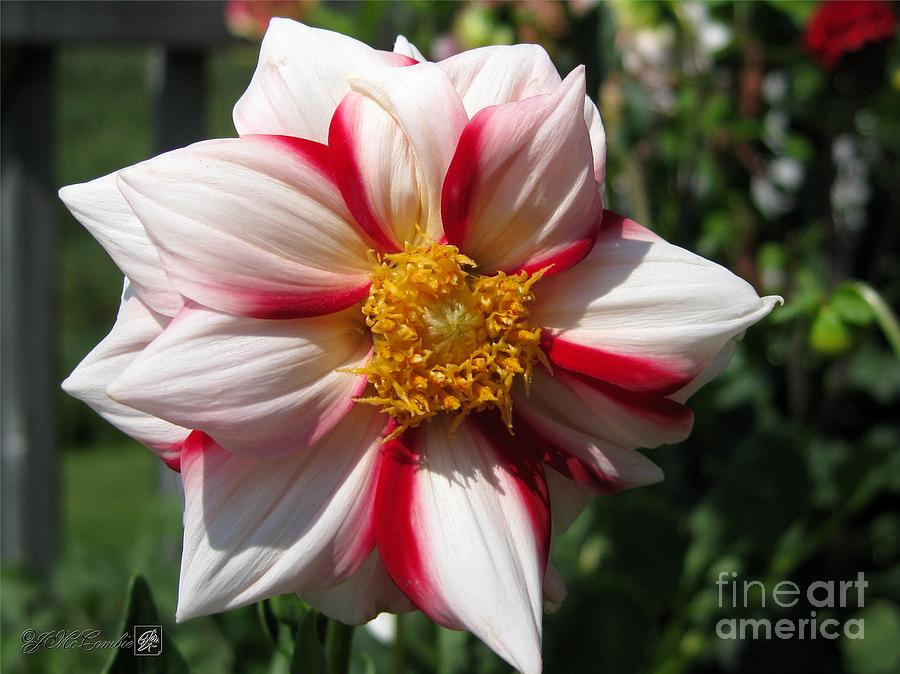 Dahlia named Fire And Ice #2 Photograph by J McCombie