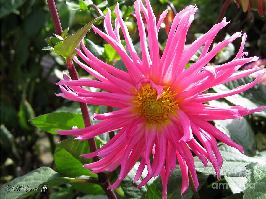 Dahlia named Pretty In Pink #2 Photograph by J McCombie