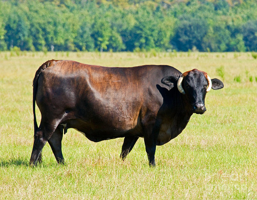 Dairy Cow #2 Photograph by Millard H. Sharp