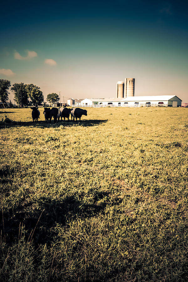 Dairy Farm #2 Photograph by Chris Smith