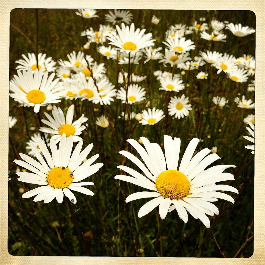 Nature Photograph - Daisies #2 by Les Cunliffe