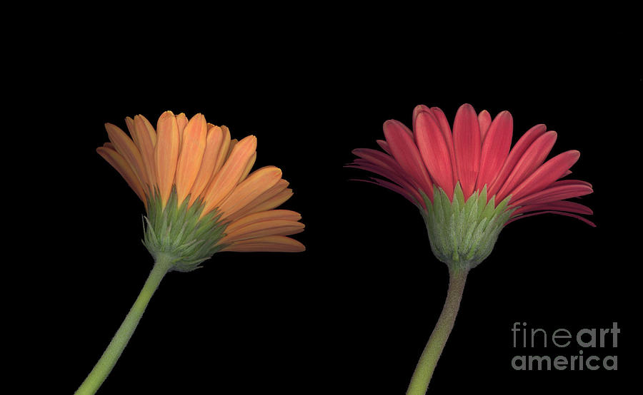 2 Daisies on Stems Photograph by Heather Kirk