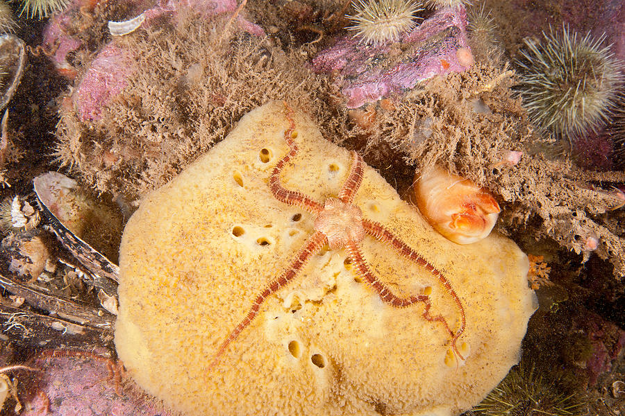 Daisy Brittle Star #2 Photograph by Andrew J. Martinez
