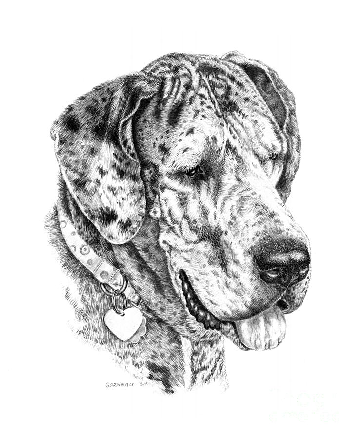 Merle Drawing - Daisy by Catherine Garneau Merle Drawing - Daisy by Catherine Garneau