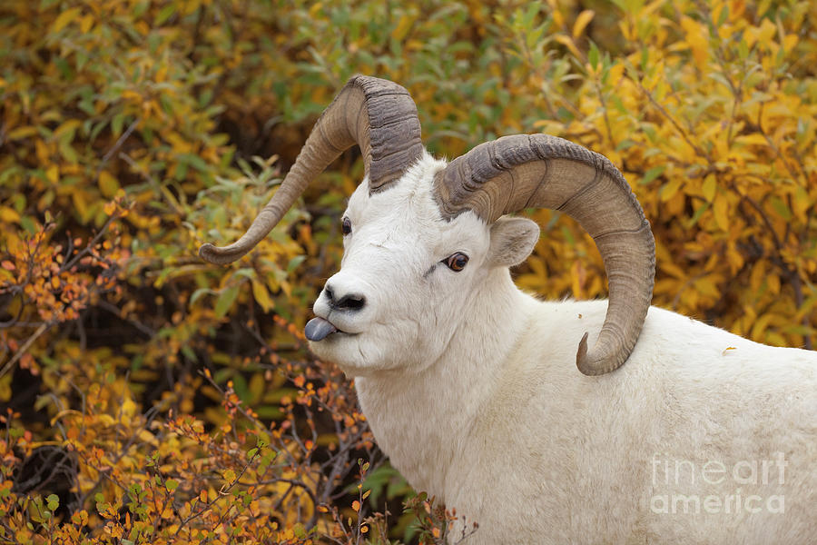 Dalls Sheep Ramin  Denali  Photograph by Yva Momatiuk John Eastcott