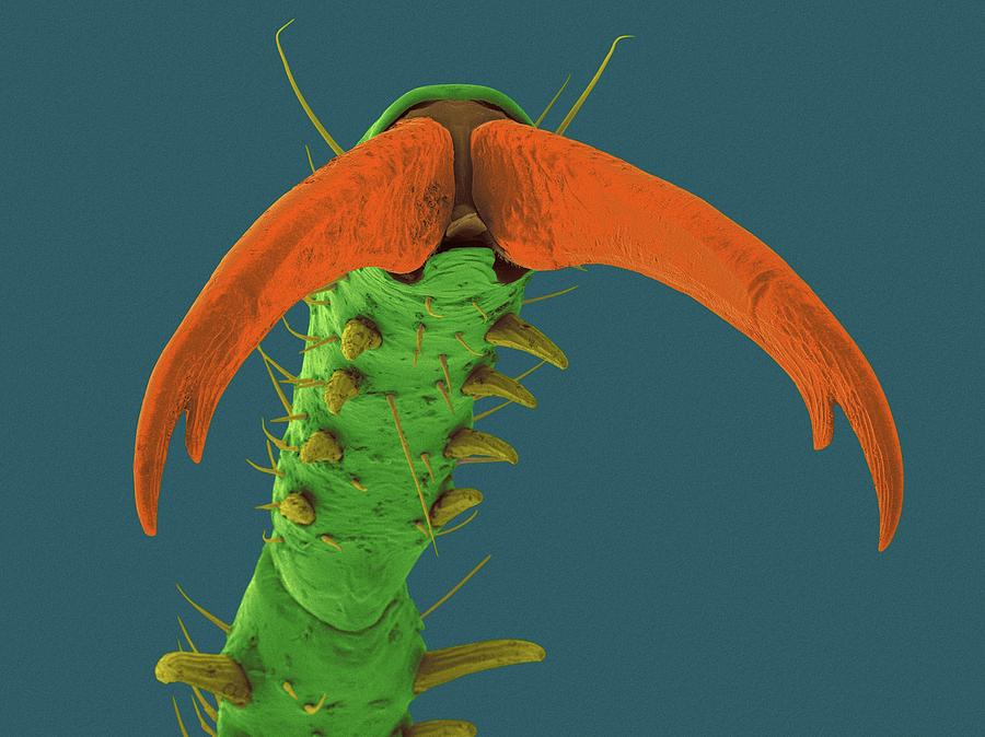 Damselfly Tarsal Claw #2 Photograph by Dennis Kunkel Microscopy/science Photo Library