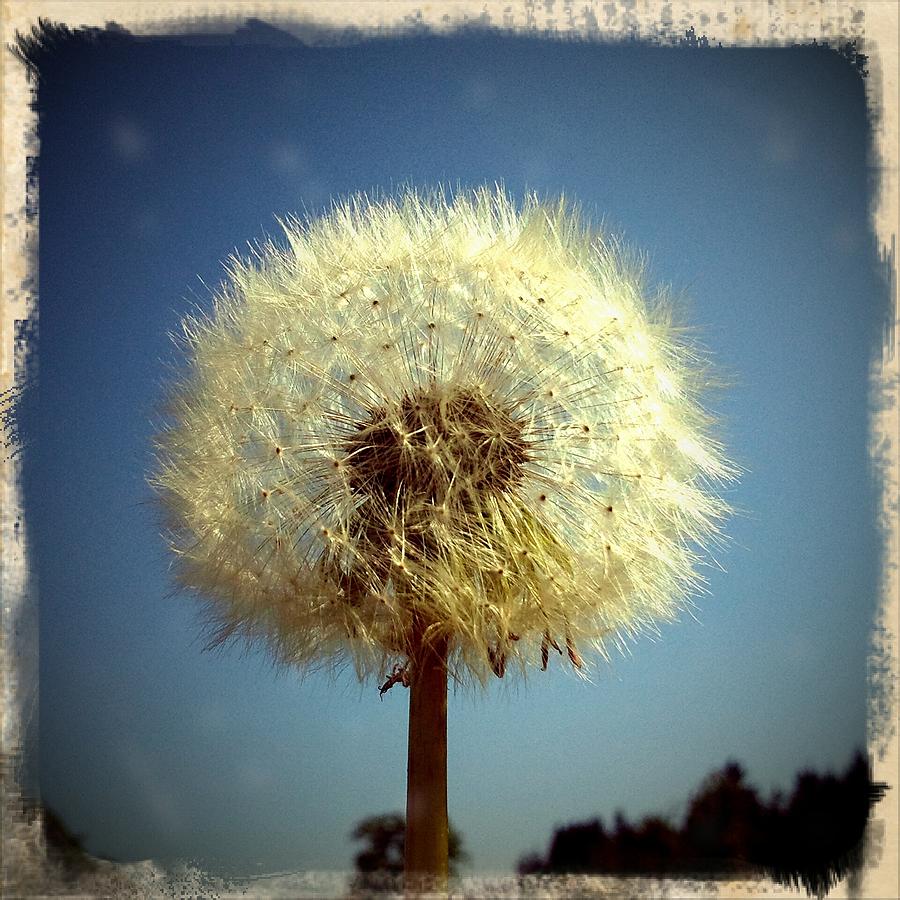 Spring Photograph - Dandelion and blue sky by Matthias Hauser