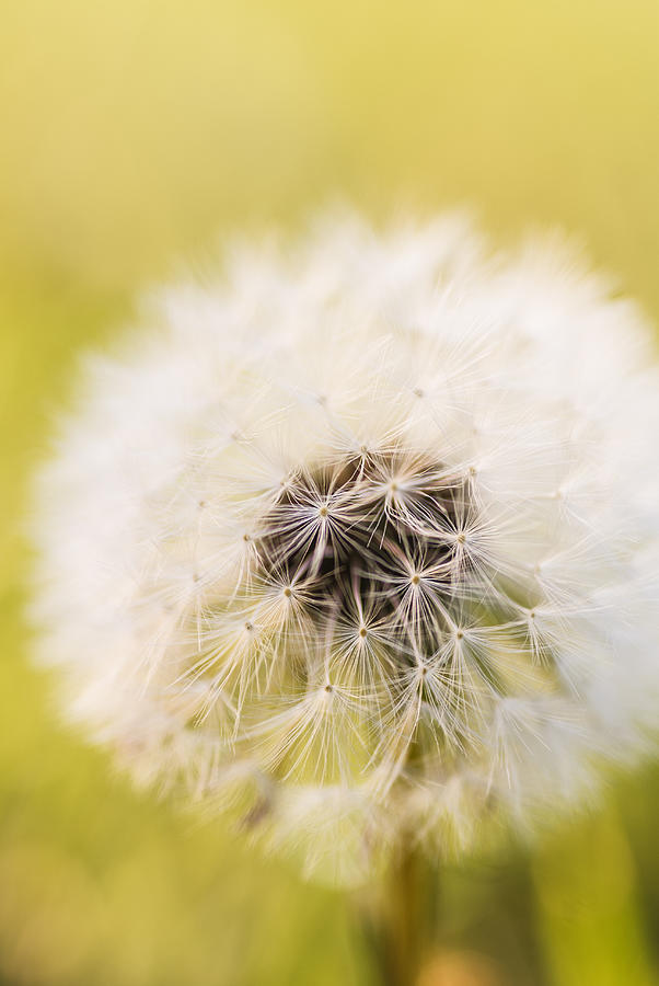 Dandelion art Photograph by Vishwanath Bhat - Fine Art America