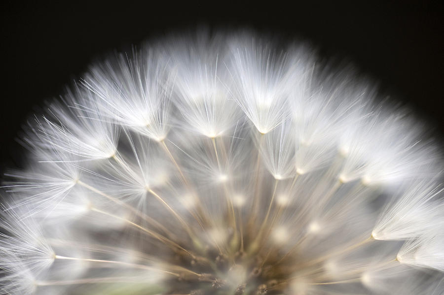 Dandelion Backlit close up #2 Photograph by Jim Corwin