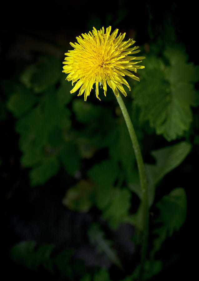 Dandelion #2 Photograph by Chevy Fleet