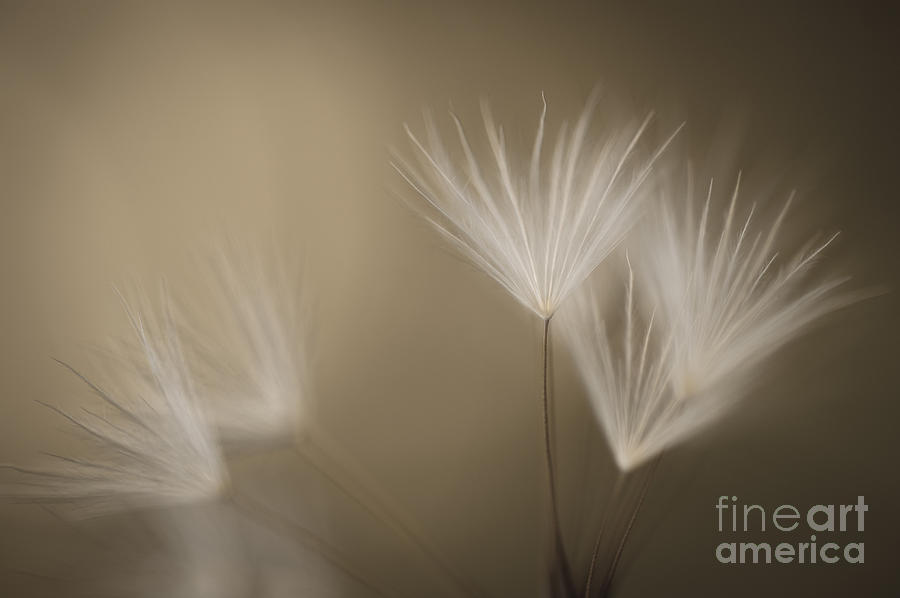 Dandelion close-up view backlit #2 Photograph by Jim Corwin