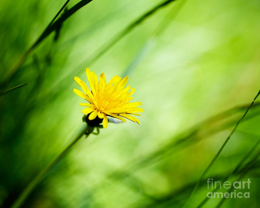 Nature Photograph - Dandelion #2 by Kati Finell