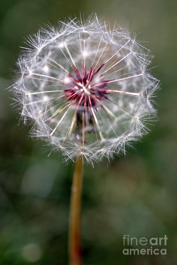 Dandelion Seed Head #2 Photograph by Henrik Lehnerer