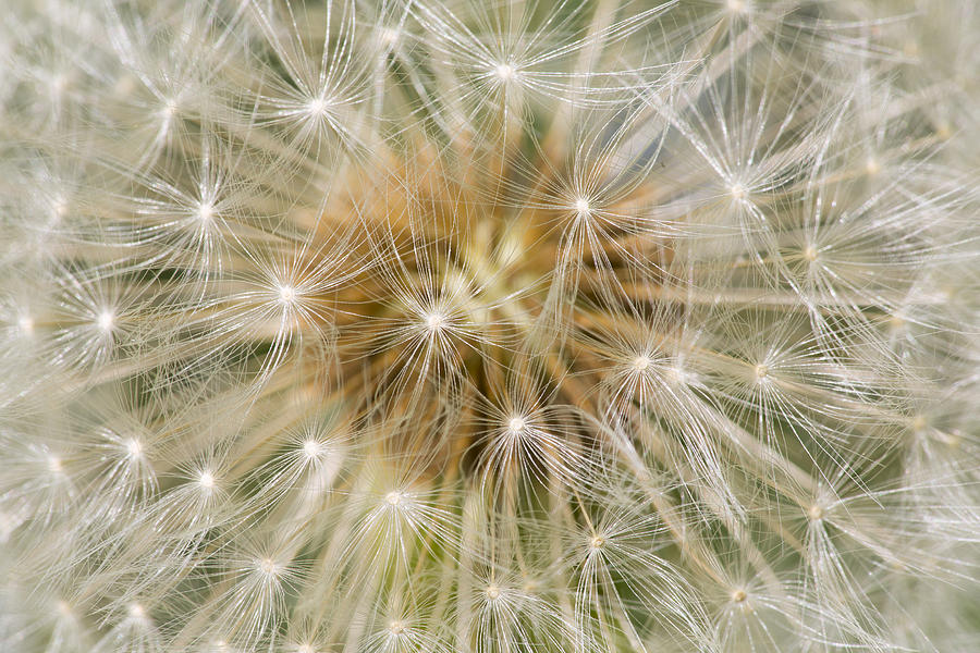 Dandelion Seedhead Noord-holland Photograph by Mart Smit