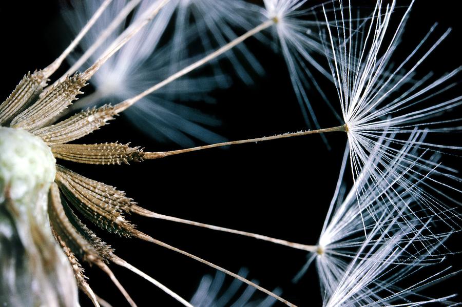 Dandelion Seeds #2 Photograph by Perennou Nuridsany