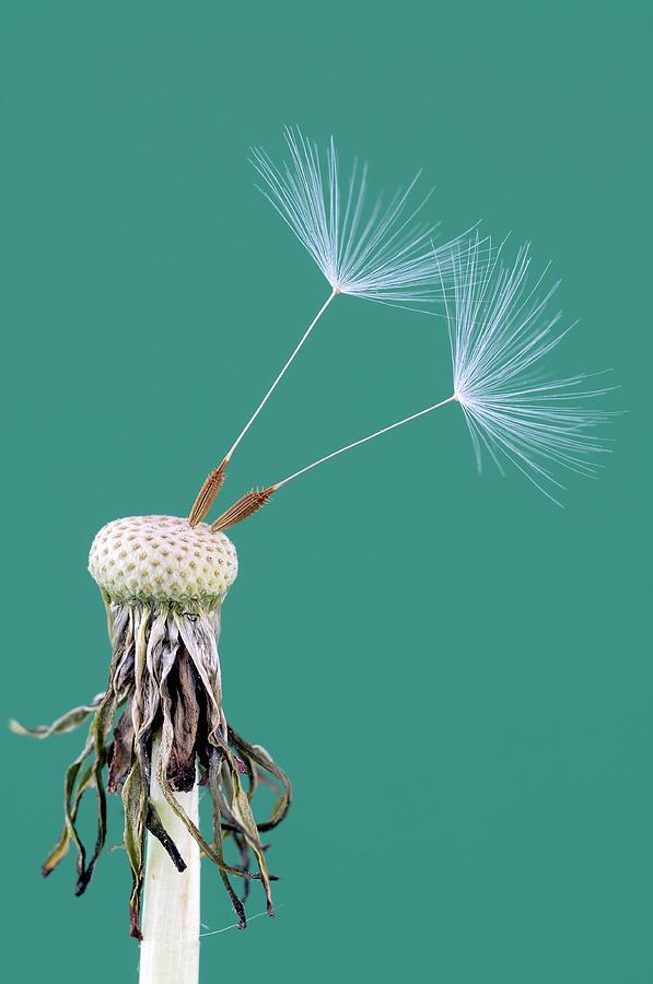 Dandelion (taraxacum Officinale) Seedhead #2 Photograph by Bildagentur-online/mcphoto-schulz