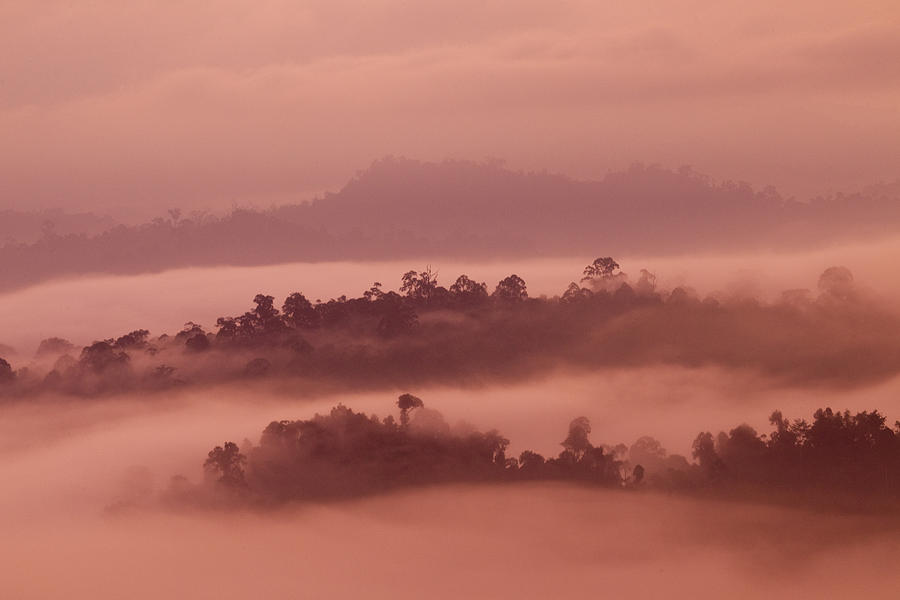 Danum Valley Rainforest At Sunrise Sabah #2 Photograph by Sebastian Kennerknecht