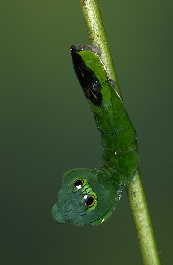 Dead-leaf Moth Caterpillar Eye Spots Photograph by Ingo Arndt Dead-leaf Moth Caterpillar Eye Spots Photograph by Ingo Arndt