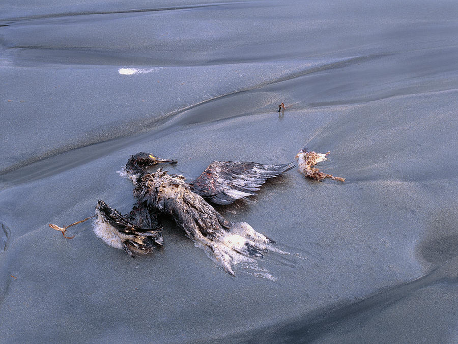 Bird Photograph - Dead Oil-covered Bird On Beach #2 by Simon Fraser/science Photo Library