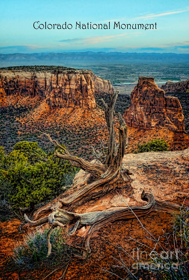 Dead Tree on Cliff Overlooking View of Buttes #2 Photograph by Jill Battaglia