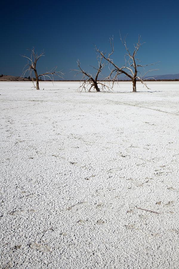 Nature Photograph - Dead Trees On Salt Flat #2 by Jim West