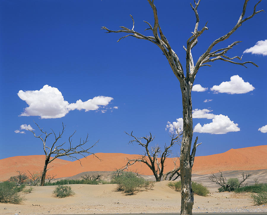 Dead Vlei Desert Pan #2 Photograph by Sinclair Stammers/science Photo Library