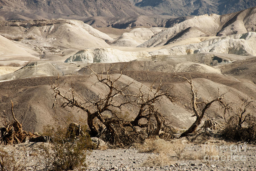Death Valley #2 Photograph by Juli Scalzi