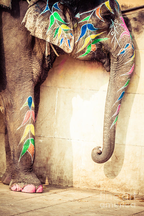 Flower Photograph - Decorated elephant at the annual elephant festival in Jaipur #2 by Mariusz Prusaczyk