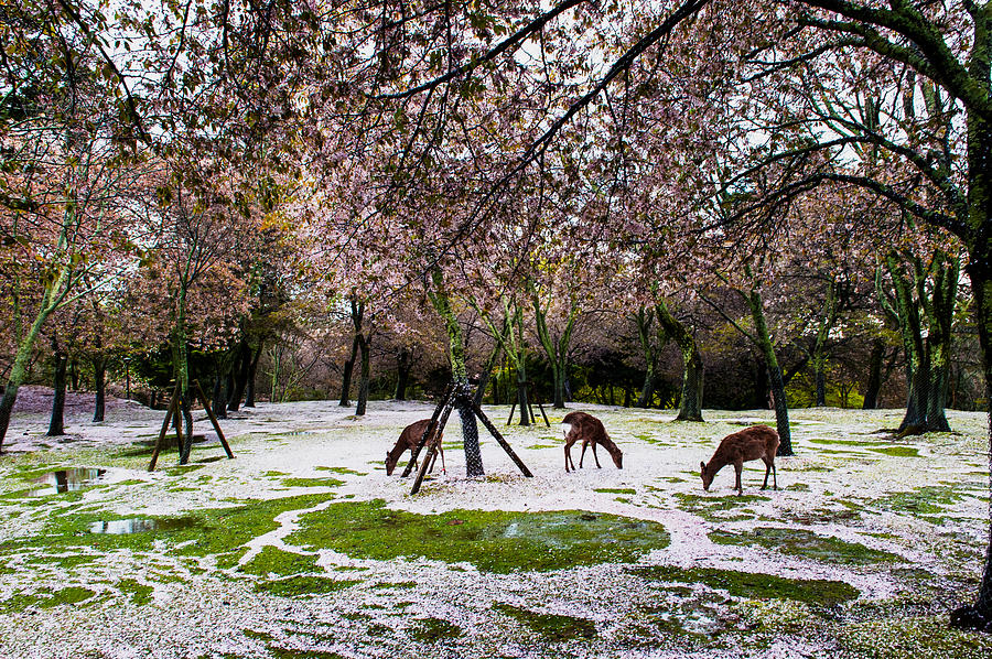 Deer after spring storm #2 Photograph by Hisao Mogi