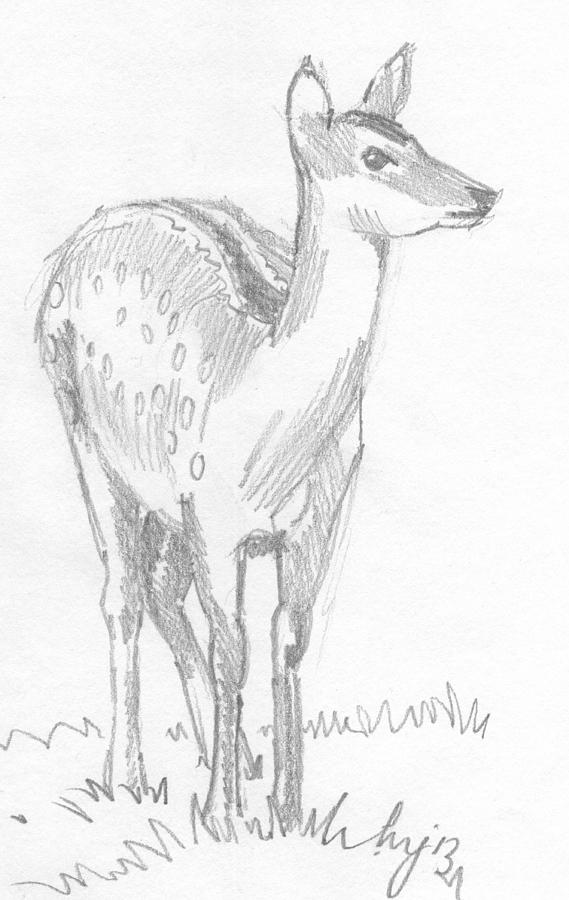 Deer Drawing  #3 Drawing by Mike Jory