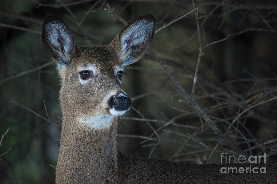 Deer face #2 Photograph by Cheryl Baxter