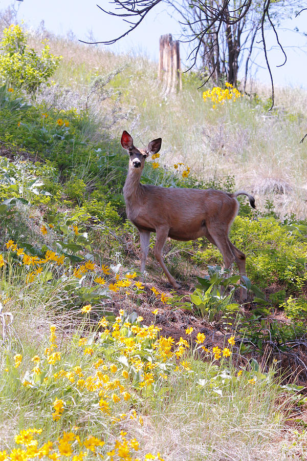 Deer In Wildflowers Photograph