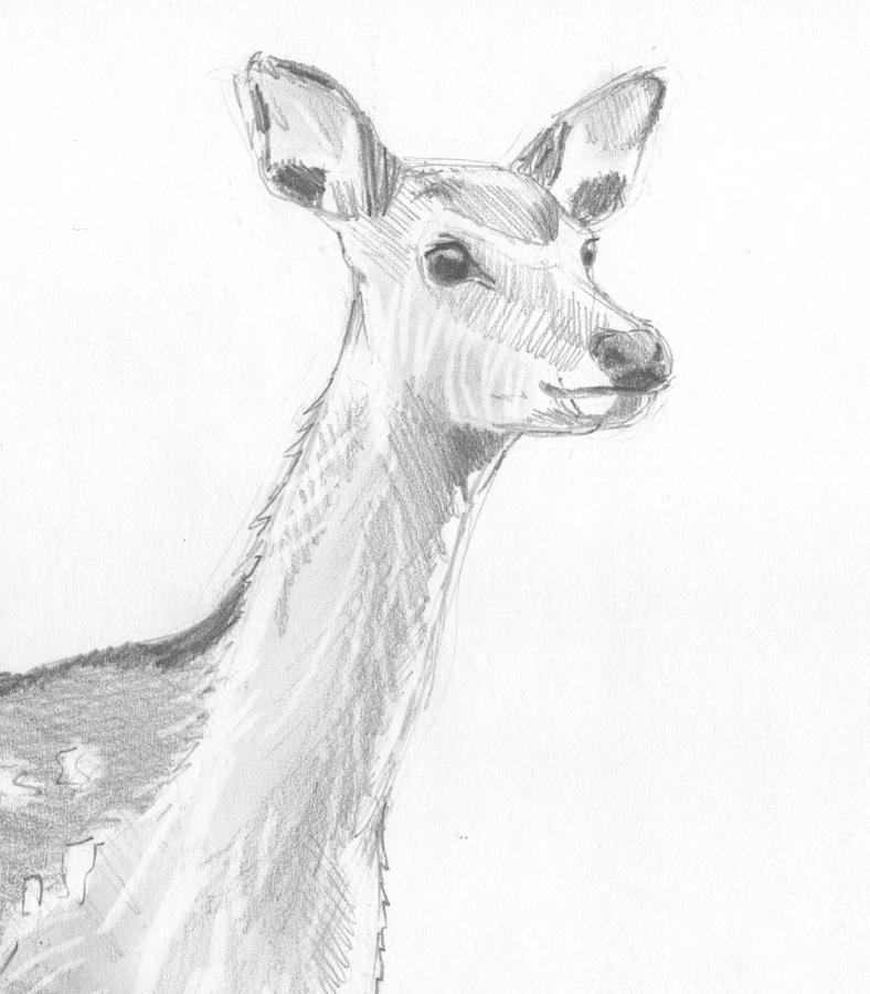 Deer Drawing - Deer #2 by Mike Jory