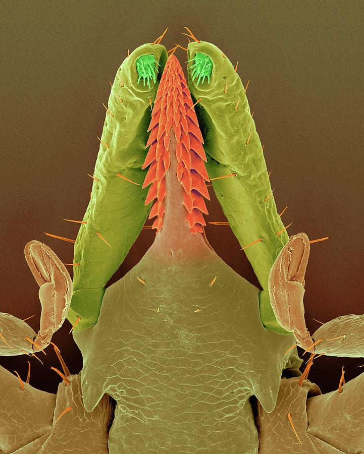 Deer Tick Head (ixodes Scapularis) #2 Photograph by Dennis Kunkel Microscopy/science Photo Library
