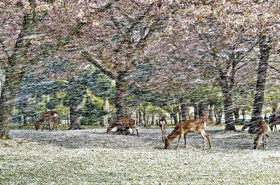 Deer under falling cherry petals #2 Photograph by Hisao Mogi