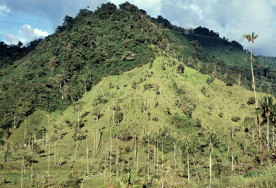 Deforestation #2 Photograph by Dr Morley Read/science Photo Library