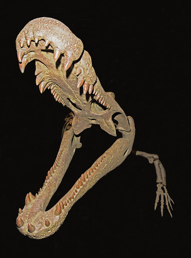 Deinosuchus Rugosus Photograph by Millard H. Sharp - Pixels