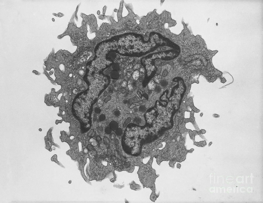 Dendritic Cell Photograph by David M. Phillips - Fine Art America