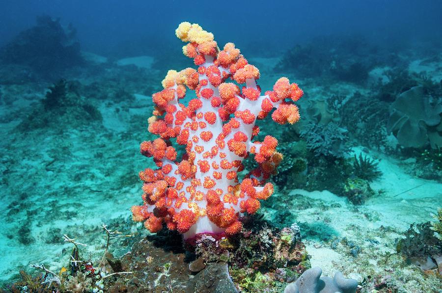 Dendronephthya Soft Coral Photograph By Georgette Douwma/science Photo ...