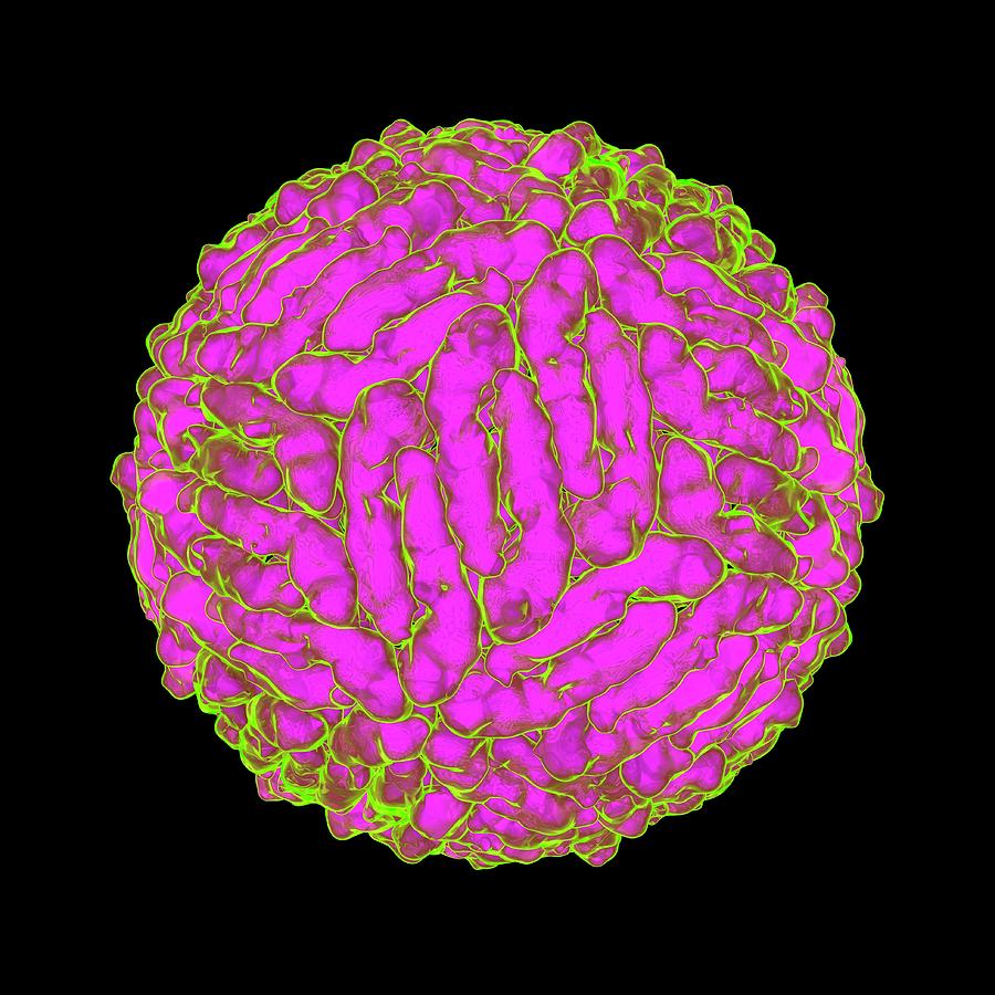 Dengue Virus (denv) Photograph by Mehau Kulyk - Pixels