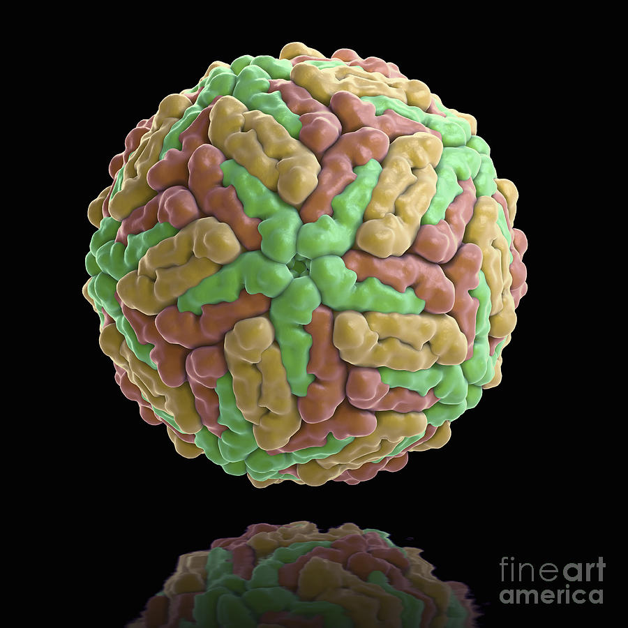 Dengue Virus #2 Photograph by Science Picture Co