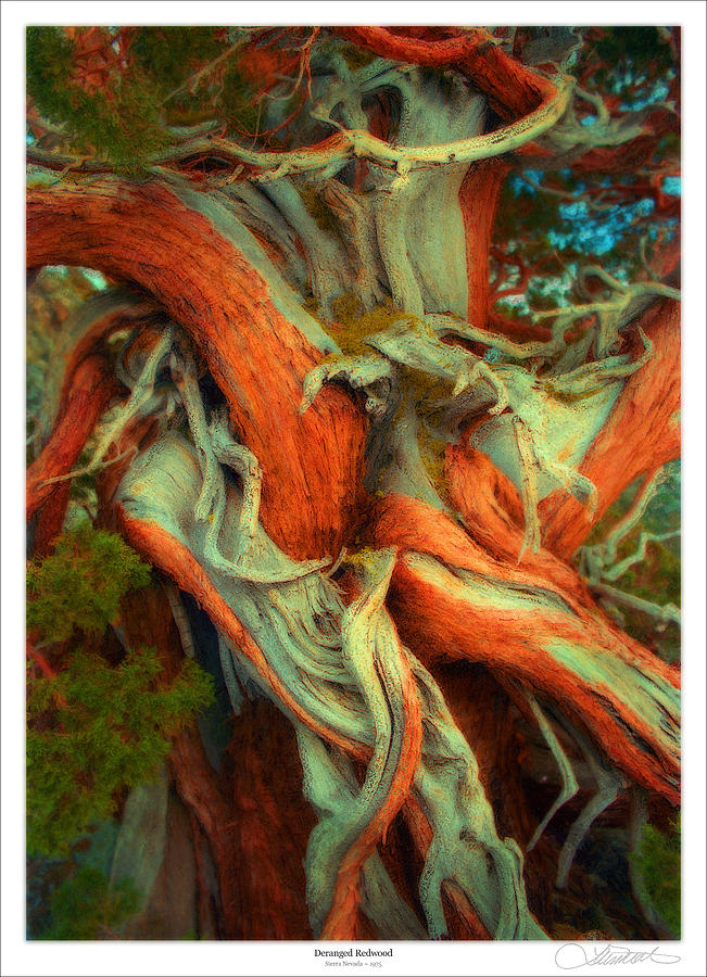 Tree Mixed Media - Deranged Redwood by Lar Matre